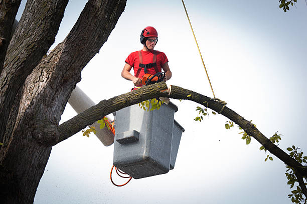 Palm Tree Trimming in Clearwater, KS